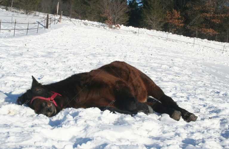 043 – A Horsey Snowcone